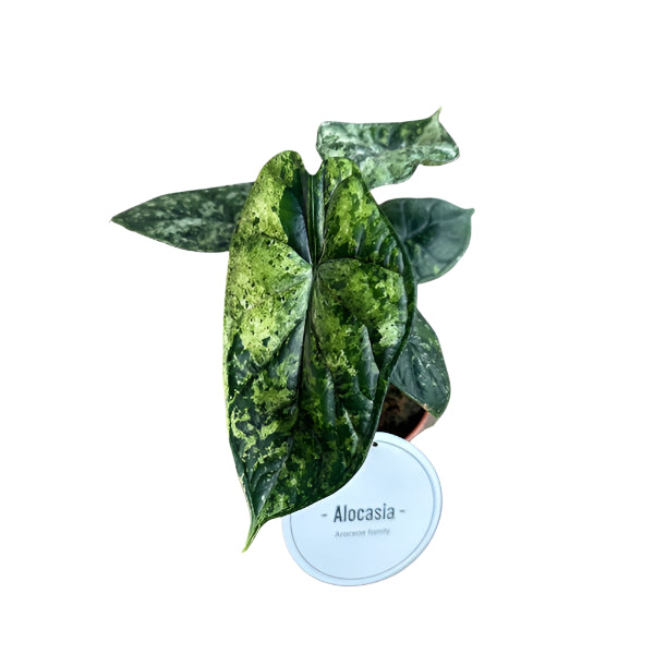 Alokazija Alocasia Dragon Scale Variegata – Gipsygarden