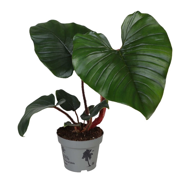 Philodendron Squamiferum x Serpens