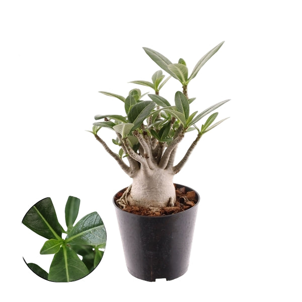 Adenium Obesum
