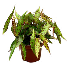 Translation missing: lt.sections.featured_product.gallery_thumbnail_alt