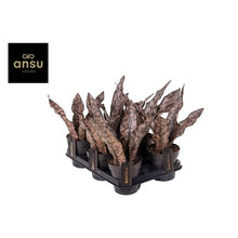 Translation missing: lt.sections.featured_product.gallery_thumbnail_alt