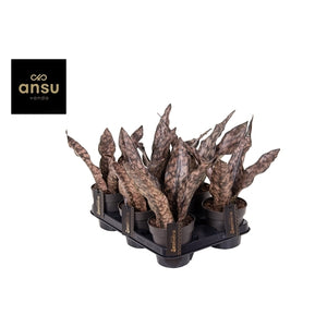 Sansevieria Star Canyon Granite