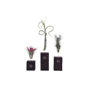 Tillandsia Trio