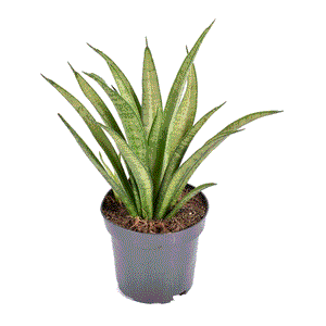 Sansevieria trifasciata Tess 10,5Ø 30cm