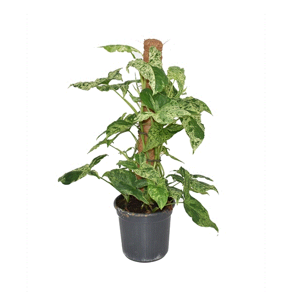 Singonis Syngonium Mottled Singonis – Gipsygarden