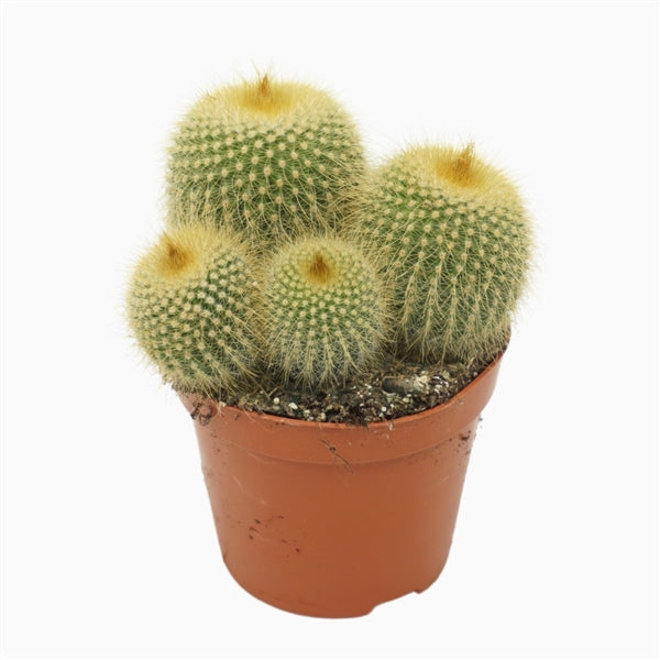 Eriocactus leninghausii 8,5Ø