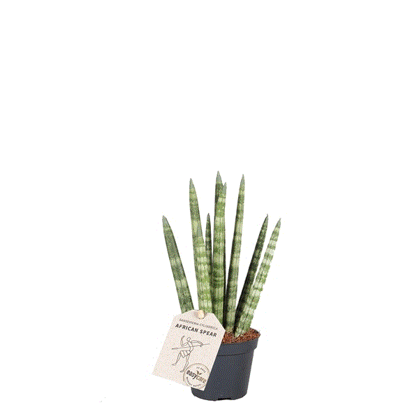 Sansevieria Cylindrica rocket 6Ø 18cm