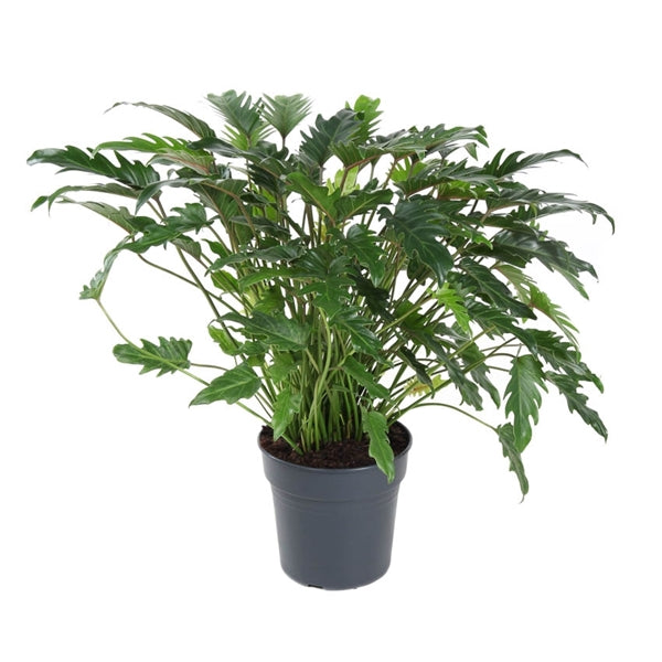 Philodendron xanadu