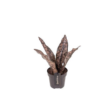 Translation missing: lt.sections.featured_product.gallery_thumbnail_alt