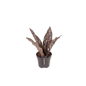 Sansevieria Star Canyon Granite