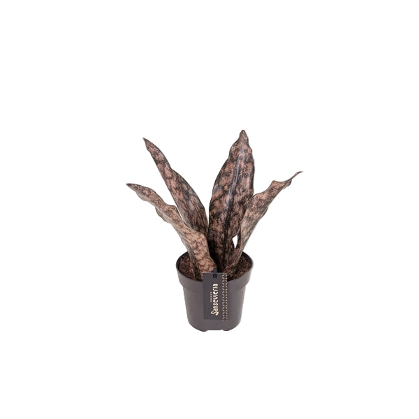 Sansevieria Star Canyon Granite