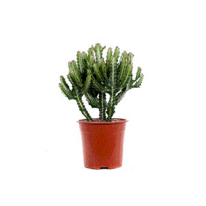 Euphorbia mix 4vnt. 55cm