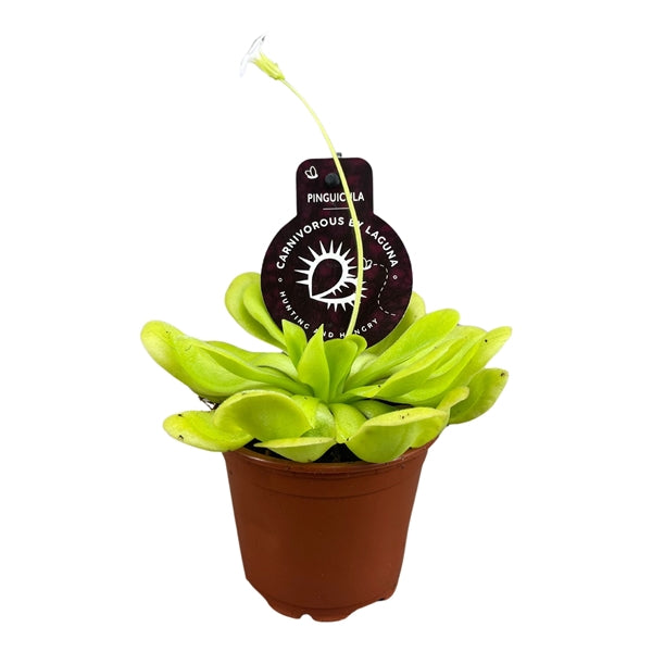 Tuklė Pinguicula
