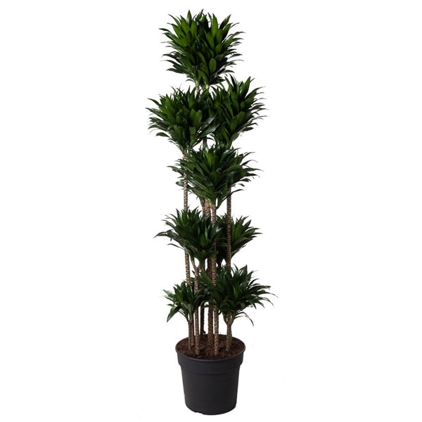 Dracaena Compacta carrousel 190cm