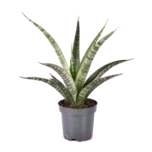 Sansevieria trifasciata Megan