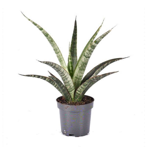 Sansevieria trifasciata Megan