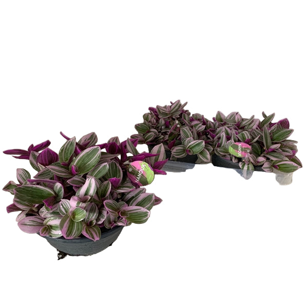 Tradescantia albiflora Nanouk