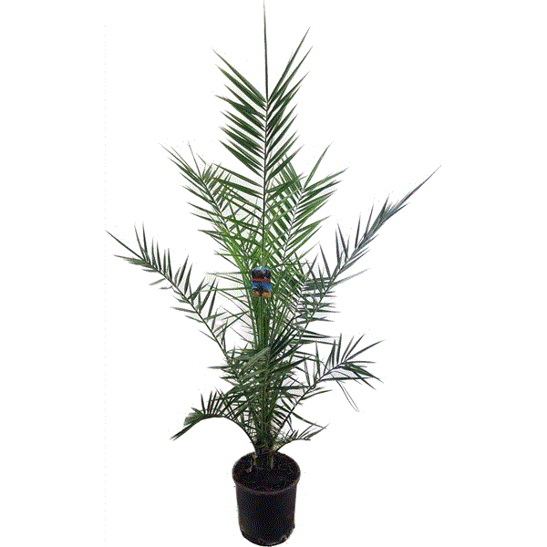 Phoenix Canariensis