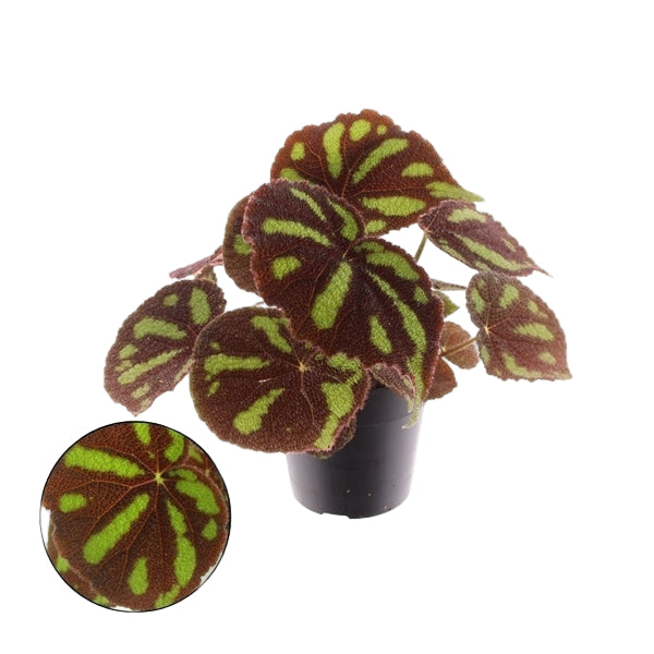 Begonia leaf Masoniana Boulder