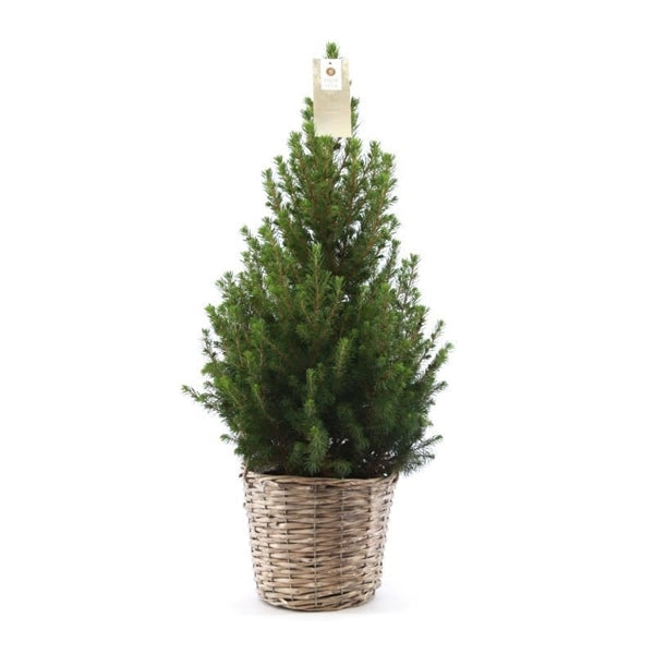 White spruce Picea Glauca