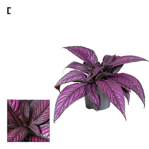 Strobilanthes Dyeriana