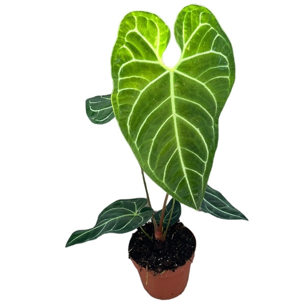 Anthurium Regale