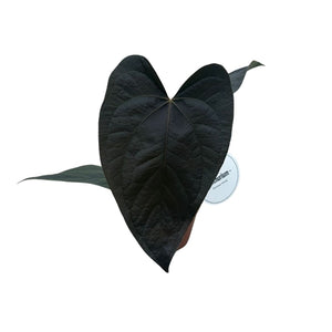 anthurium queen of hearts for sale Antūris Anthurium Queen of Hearts – Gipsygarden