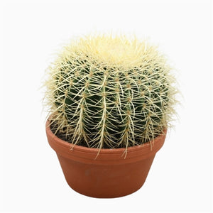 Echinocactus Grusonii 24Ø