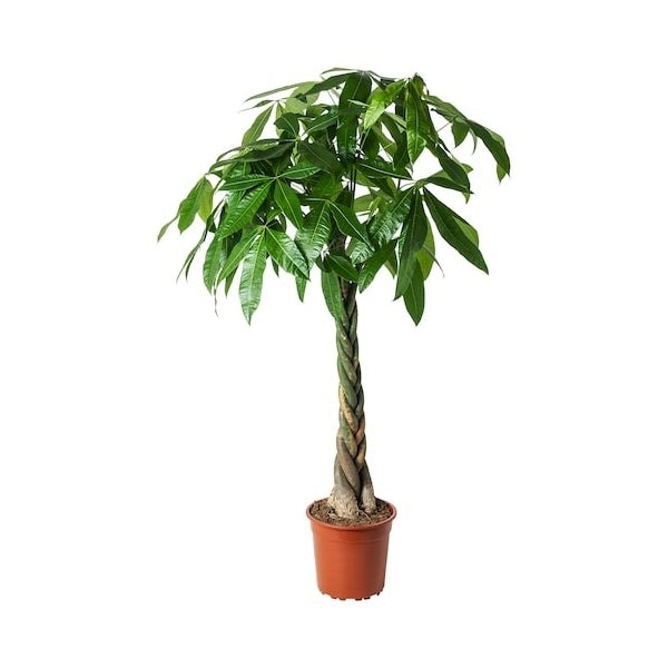 Pachira aquatica 160cm