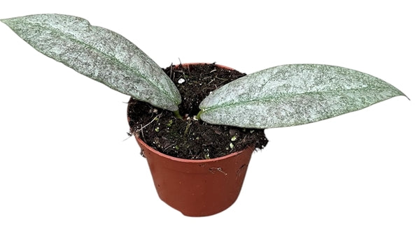 Cacti and succulents – Gipsygarden