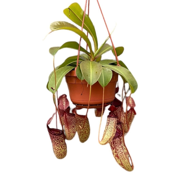 Ornamental houseplants – Page 50 – Gipsygarden