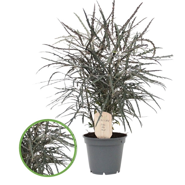 Dizigotheca elegantissima