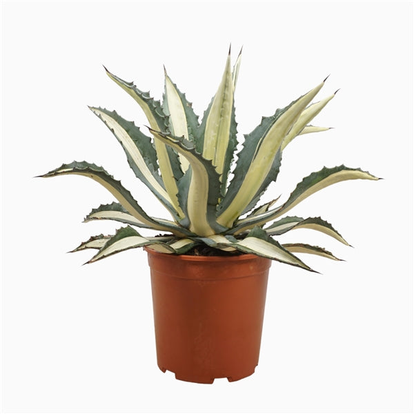 Agave Agave mediopicta Alba