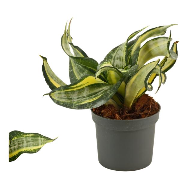 Sansevieria Hahnii Twirl Star