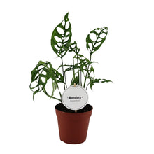 Translation missing: lt.sections.featured_product.gallery_thumbnail_alt