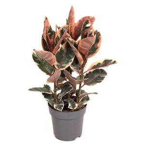 Ficus elastica Belize 110cm 3 pcs.