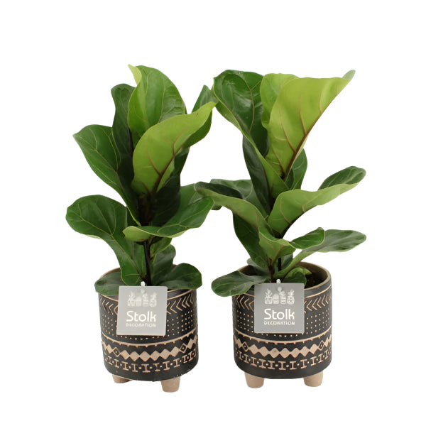 Ficus Lyrata vazonėlyje