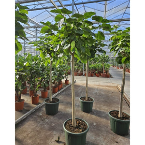 Ficus Umbellata 50Ø 240cm