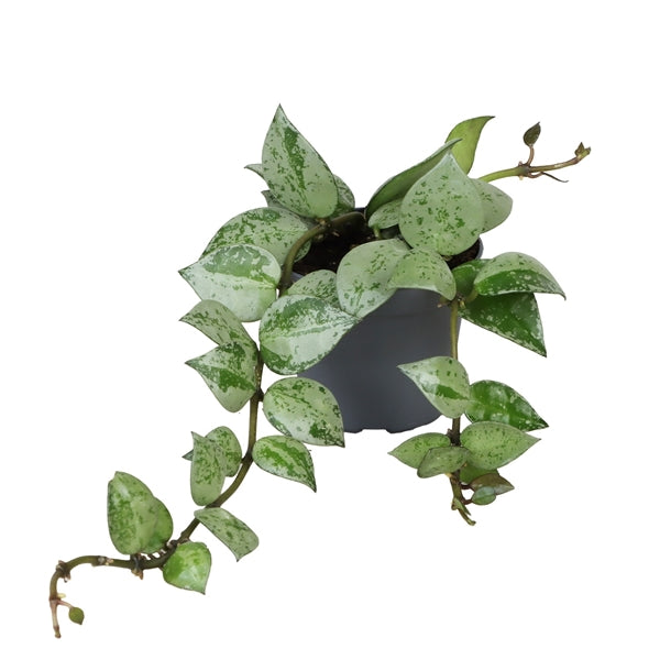 en コノハナサクヤ　寒緋 Hoya krohniana silver(super eskimo) – Gipsygarden