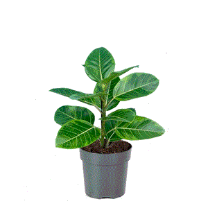 Ficus Altissima