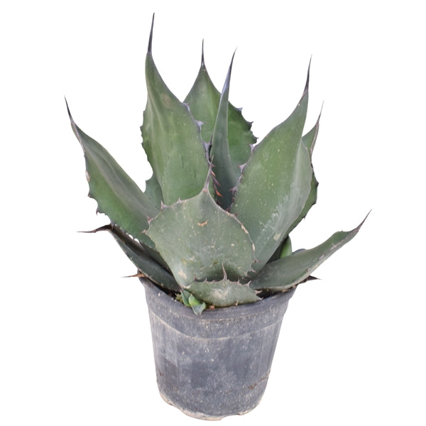 Agave Ferox