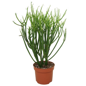 Euphorbia tirucalli 12Ø 40cm