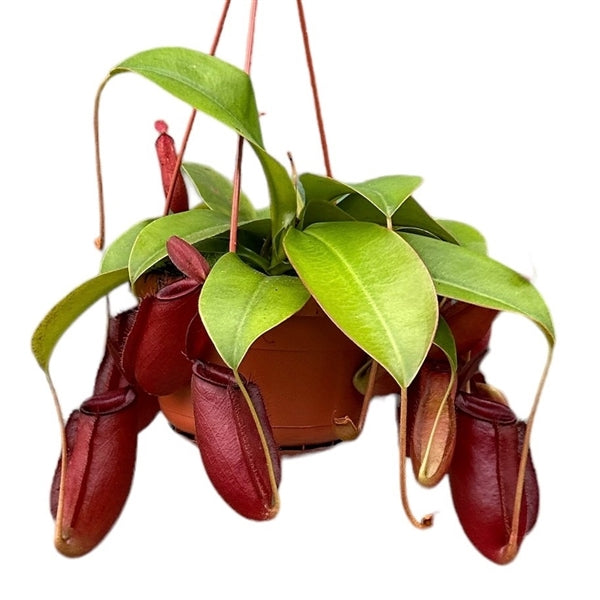 Ąsotenis Nepenthes Bloody Mary