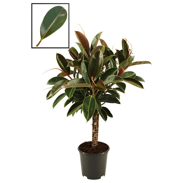 Ficus Melanny Mangroove