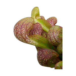 Saracenia Sarracenia Psittacina