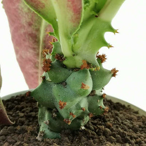 Monadeniummagnificum cigono darzas