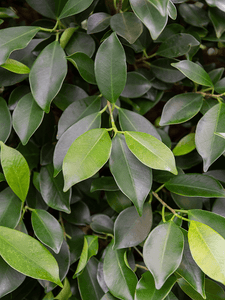 Ficus microcarpa 'Nitida' 4,5m