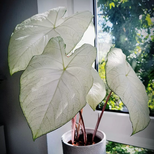 Caladium Florida Moonlight