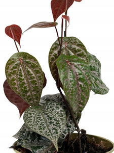 philodendron piper Philodendron Crocatum 12Ø 25cm – Gipsygarden