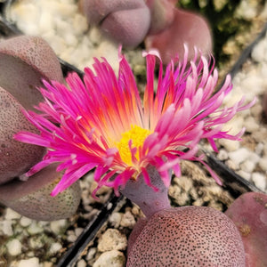 Pleiospilos Royal flush